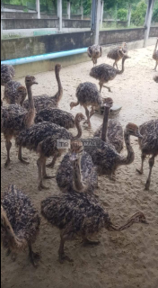 Ostrich Birds for Sale