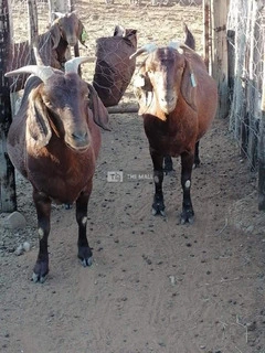 Boer and Kalahari red for sale - 2