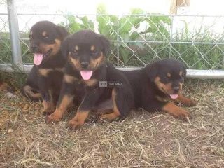 Rottweiler Dog/Puppy For Sale