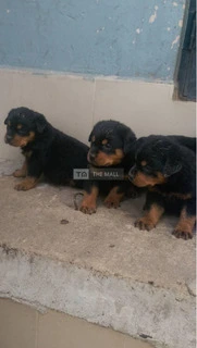 Rottweiler Dog/Puppy For Sale - 2