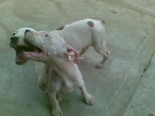 Pitbull Puppy  Available For Sale