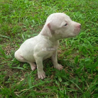 Pitbull Puppy  Available For Sale - 2