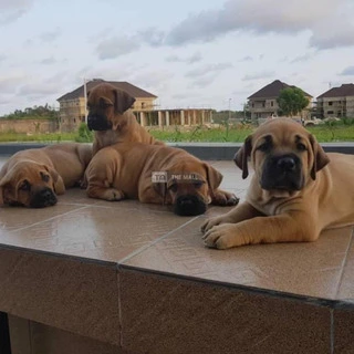 Boerboel Dog/Puppy  Available For Sale