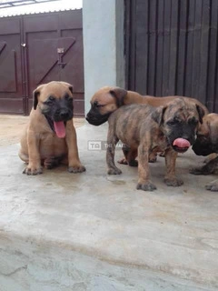 Boerboel Dog/Puppy  Available For Sale - 2