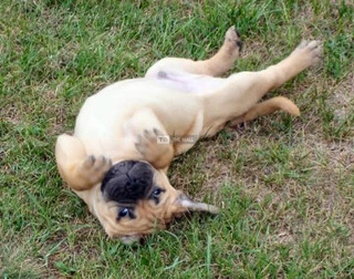 Bull Mastiff Puppy For Sale - 2