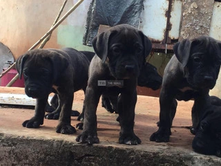 Cane Corso Dog/Puppy For Sale