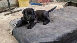 Cane Corso Dog/Puppy For Sale - 2