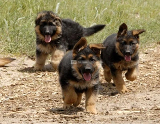 German Shepherd Dog/Puppy For Sale