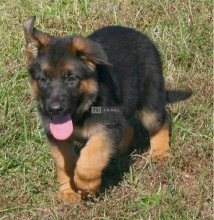 German Shepherd Dog/Puppy For Sale - 2