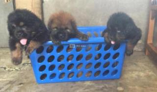 Tibetan Mastiff Dog/Puppy For Sale