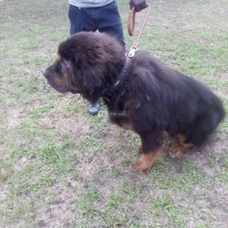 Tibetan Mastiff Dog/Puppy For Sale - 2