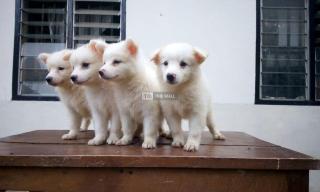 Samoyed Dog/Puppy  For Sale