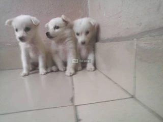 Samoyed Dog/Puppy  For Sale - 2