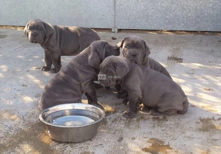 Neapolitan Mastiff For Sale