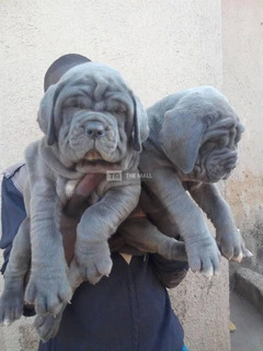 Neapolitan Mastiff For Sale - 2