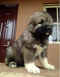 Caucasian Dog / Puppy For Sale