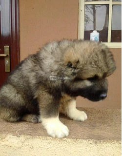 Caucasian Dog / Puppy For Sale - 2