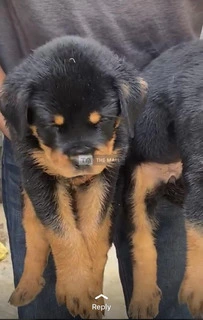 Rottweiler - 2