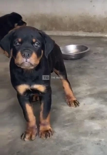 Rottweiler - 3