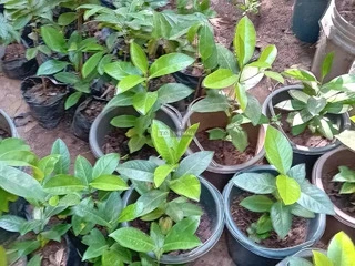 Chocolate Pudding Fruit Tree Seedlings