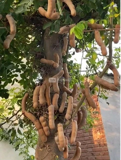 Sweet Tamarind Seedlings