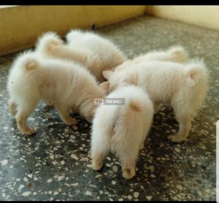 Pure Bred Eskimo Pups