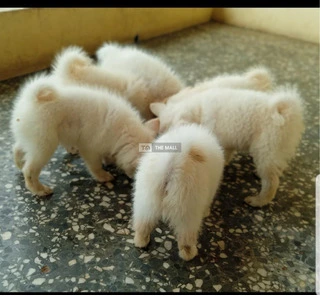 Pure Bred Eskimo Pups