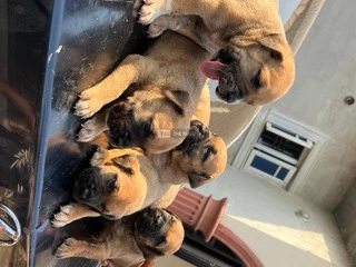 Solid Boerboel Pups