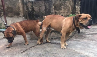 Solid Boerboel Pups - 2