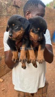 Solid Rott Pups