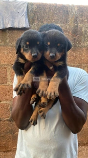 Solid Rott Pups - 2