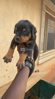 Solid Rott Pups - 3