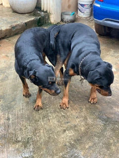 Solid Rott Pups - 4