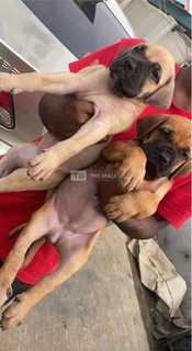 Boerboel Puppies