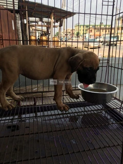 Boerboel Puppies - 2