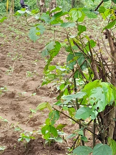 Acres of Farmland for Sale at Akure North