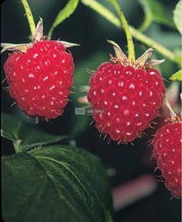 Red Raspberry Plant for Sale