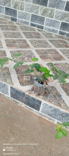 Red Raspberry Plant for Sale - 2