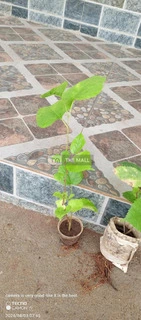 Ever Bearing Mulberry Plant for Sale