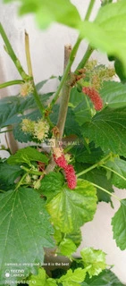 Ever Bearing Mulberry Plant for Sale - 2