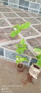 Ever Bearing Mulberry Plant for Sale