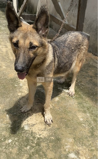 Pregnant Female German Shepherd