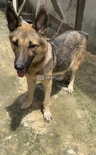 Pregnant Female German Shepherd