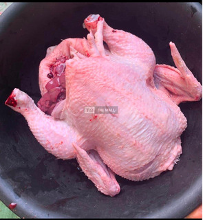 Matured Chicken