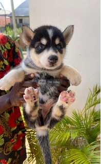 Siberian Husky Puppies