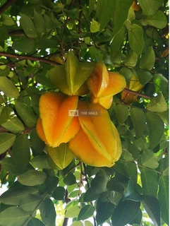 Star Fruit Trees for Sale - 2