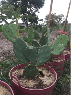 Red Cactus Pear Plant (Pads) for Sale