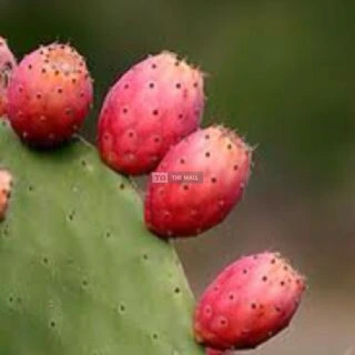 Red Cactus Pear Plant (Pads) for Sale - 3