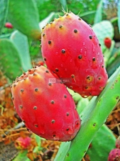 Red Cactus Pear Plant (Pads) for Sale - 4