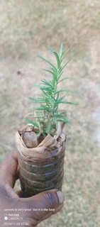 Rosemary Plants/Seedlings for Sale